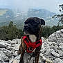 adventure, animal, brindle, canine, cloudy, dog, exploration, forest, fur, landscape, mountain, nature, outdoor, pet, portrait, red_harness, rocky, scenery, sitting, valley