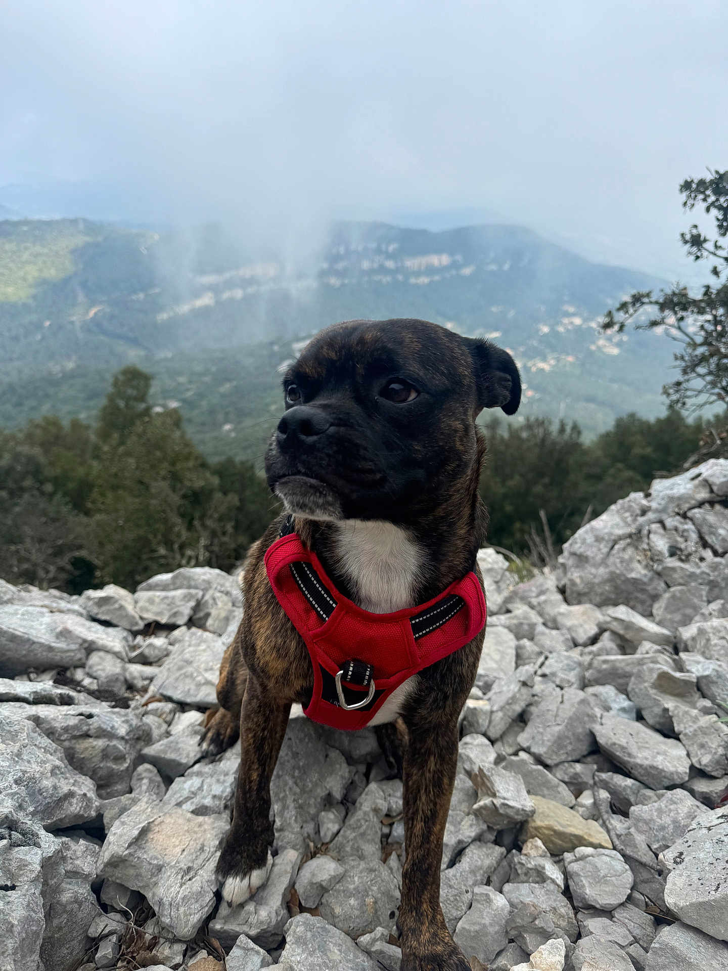 Zola