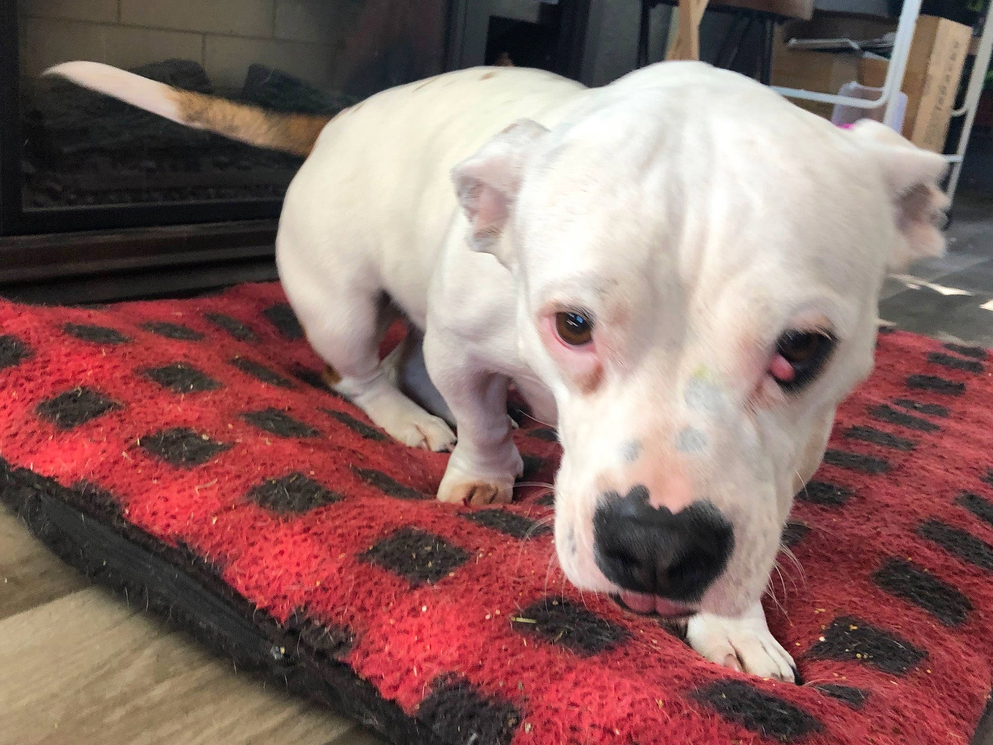 Bella joined the competition — help win amazing prizes! canidae, carnivore, collar, comfort, companion_dog, dog, dog_breed, dog_supply, fawn, flooring, fur, linens, non_sporting_group, pet_supply, snout, sporting_group, terrestrial_animal, whiskers, wood, working_animal