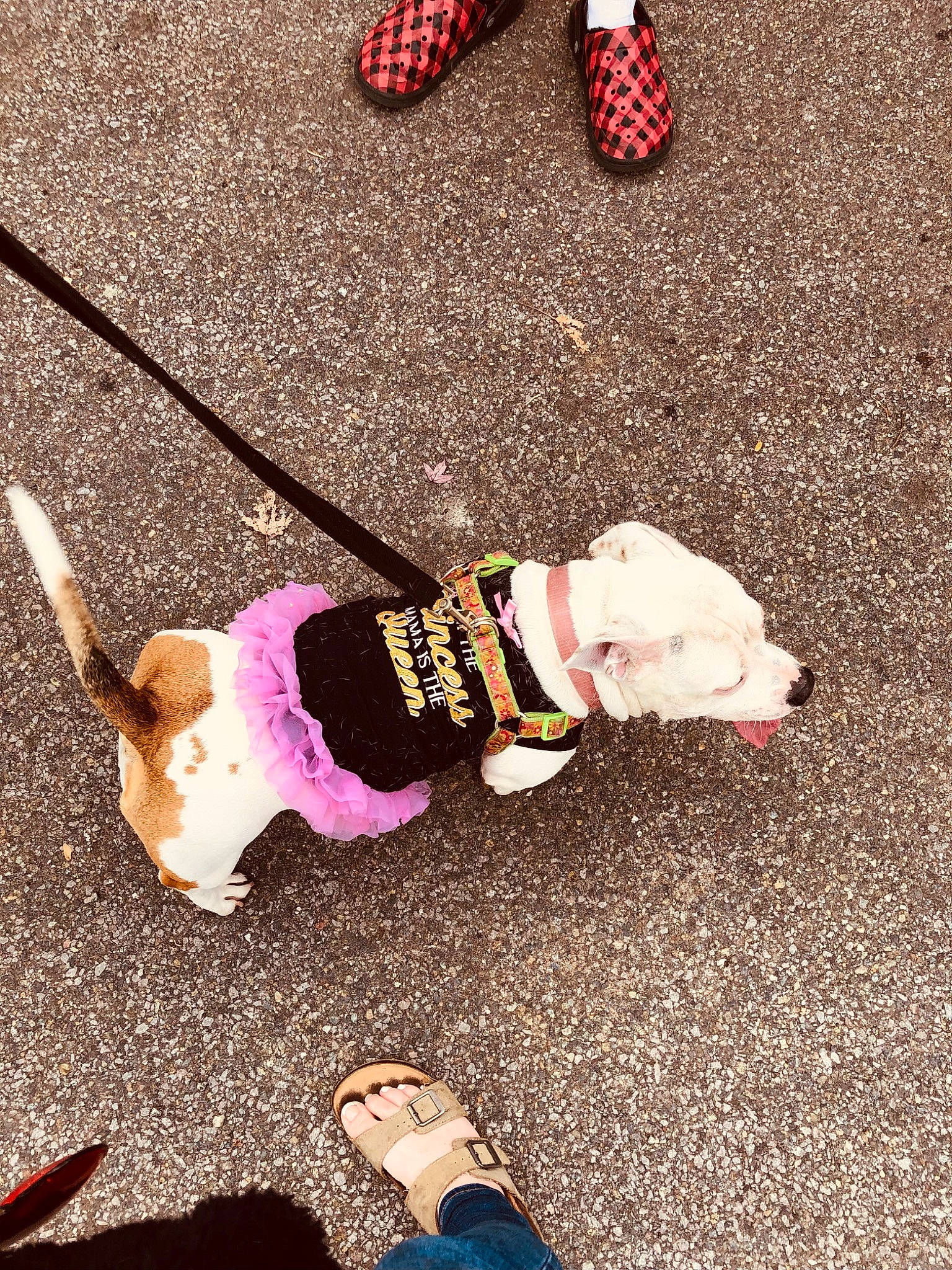 Bella joined the competition — help win amazing prizes! asphalt, carnivore, collar, companion_dog, dog, dog_breed, dog_clothes, dog_collar, dog_supply, eyewear, fawn, foot, human_leg, leash, pet_supply, road_surface, sidewalk, snout, tail, working_animal