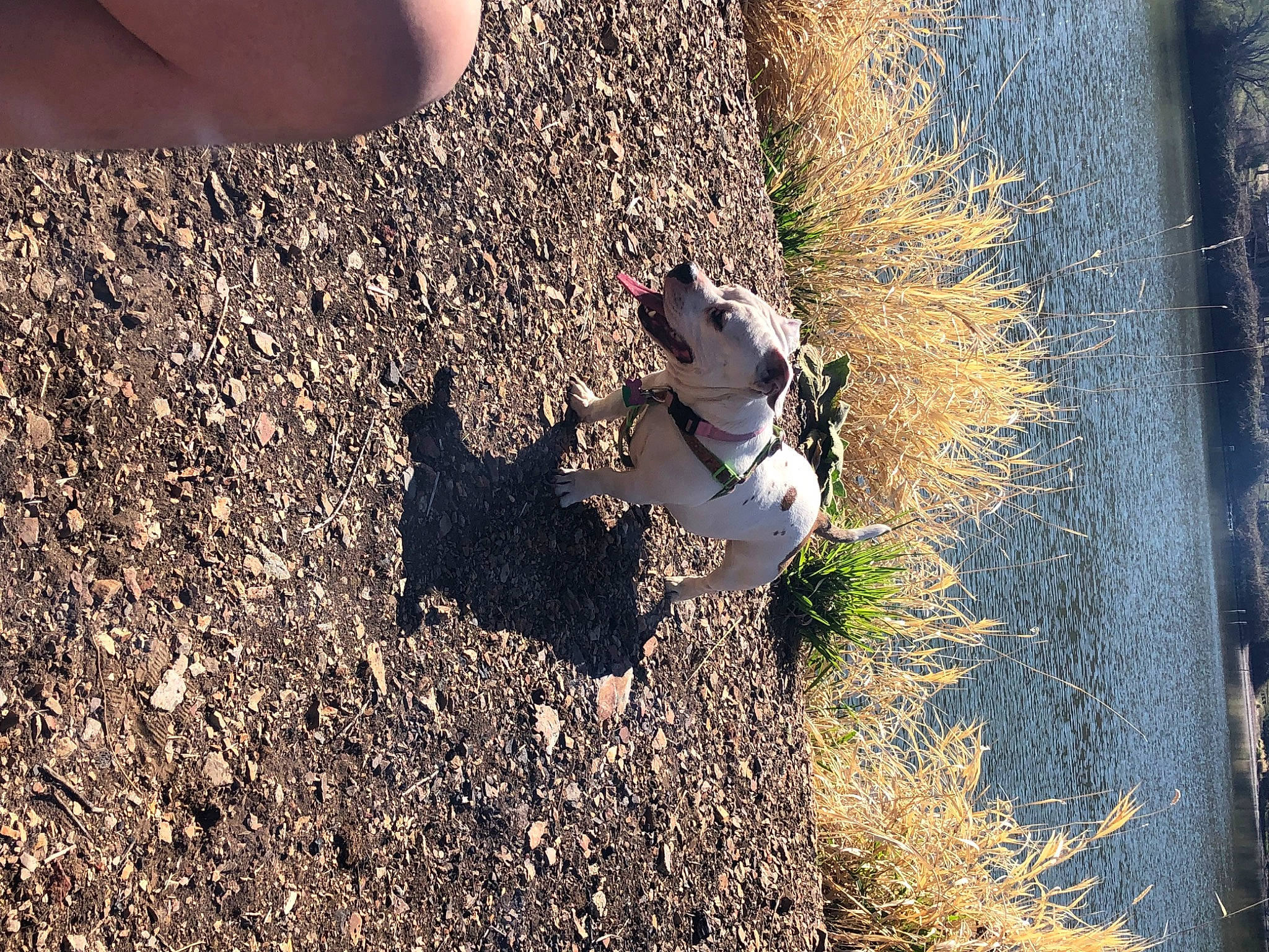 Bella is registered to the contest to win money with this photo: asphalt, canidae, carnivore, companion_dog, dog, dog_breed, fawn, geology, grass, human_leg, landscape, people_in_nature, plant, road_surface, shadow, soil, sporting_group, tail, tints_and_shades, wood