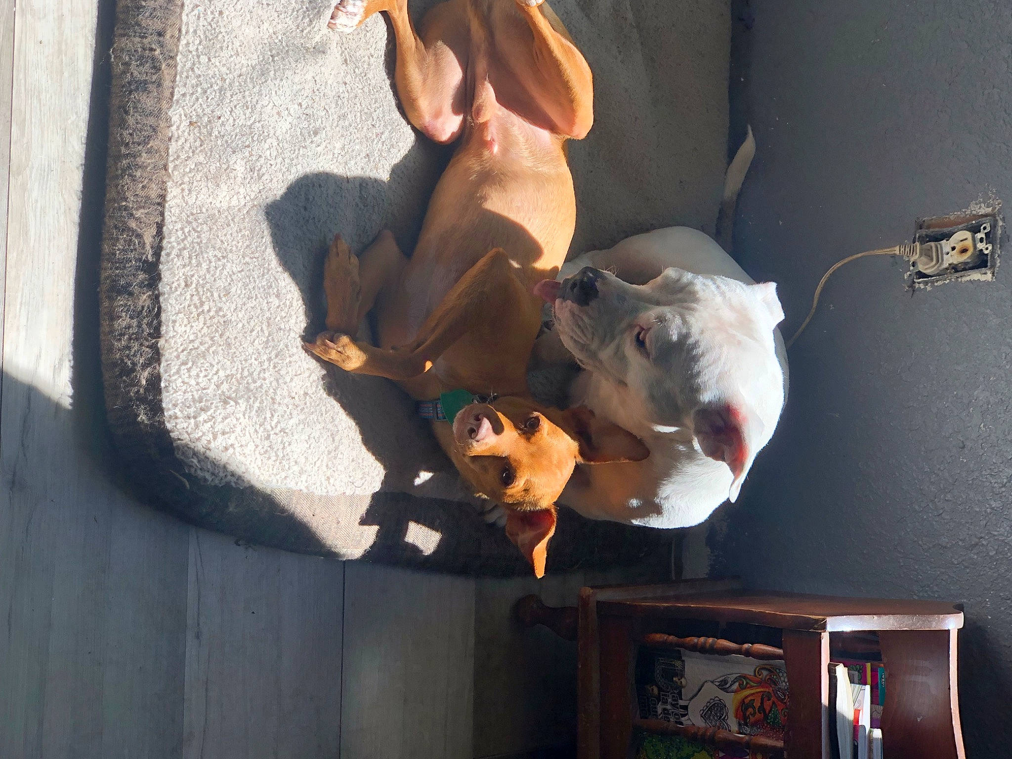 Bella joined the competition — help win amazing prizes! canidae, carnivore, companion_dog, dog, dog_breed, fawn, non_sporting_group, picture_frame, room, snout, sporting_group, tail, television, wood