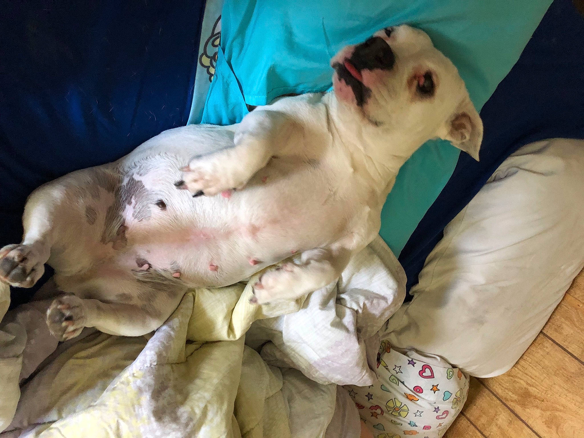 Bella is registered to the contest to win money with this photo: canidae, carnivore, comfort, companion_dog, dog, dog_breed, dog_supply, fawn, felidae, fur, hardwood, linens, paw, small_to_medium_sized_cats, snout, sporting_group, tail, terrestrial_animal, toy_dog, whiskers