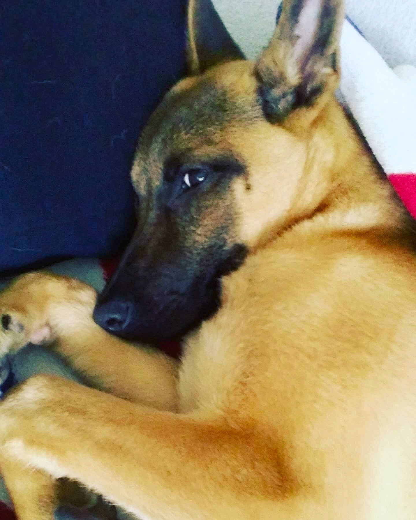 Lexa a rejoint le concours — aidez-le/la à gagner de superbes lots ! ancient_dog_breeds, canidae, carnivore, companion_dog, dog, dog_breed, fawn, guard_dog, herding_dog, snout, terrestrial_animal, whiskers, working_dog