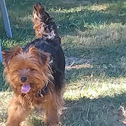 Pepita a rejoint le concours — aidez-le/la à gagner de superbes lots ! animal, canine, companionship, cute, daylight, dog, domestic_animal, fur, grass, happy, nature, outdoor, pet, playful, small_dog, summer, sunlight, tongue_out, walking, yard