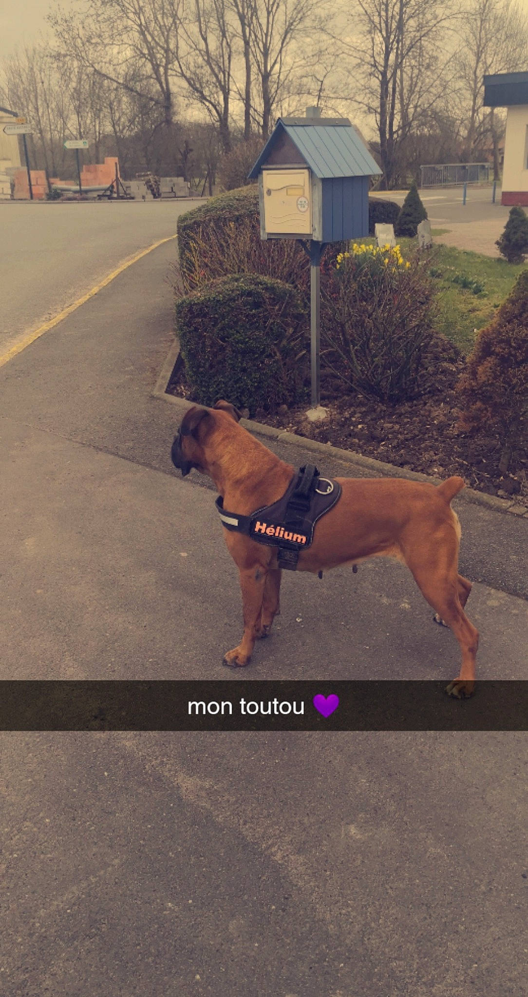Helium participe au concours pour gagner de l'argent avec cette photo : asphalt, carnivore, companion_dog, dog, dog_breed, fawn, house, human_leg, leash, plant, recreation, road, road_surface, shorts, sidewalk, snout, sporting_group, tail, tree, working_animal