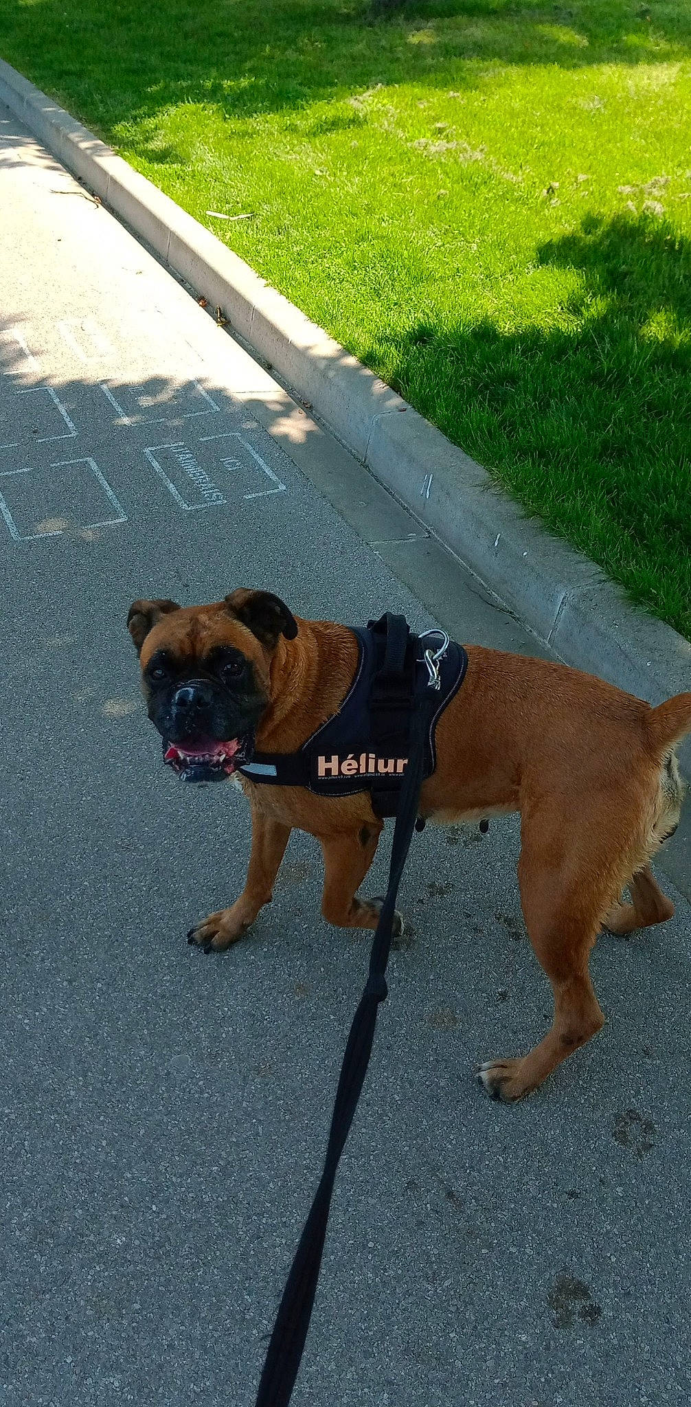 Helium a rejoint le concours — aidez-le/la à gagner de superbes lots ! asphalt, carnivore, collar, companion_dog, dog, dog_breed, dog_collar, dog_supply, fashion_accessory, fawn, garden_hose, leash, mammal, pet_supply, road_surface, sidewalk, snout, sporting_group, tail, working_animal