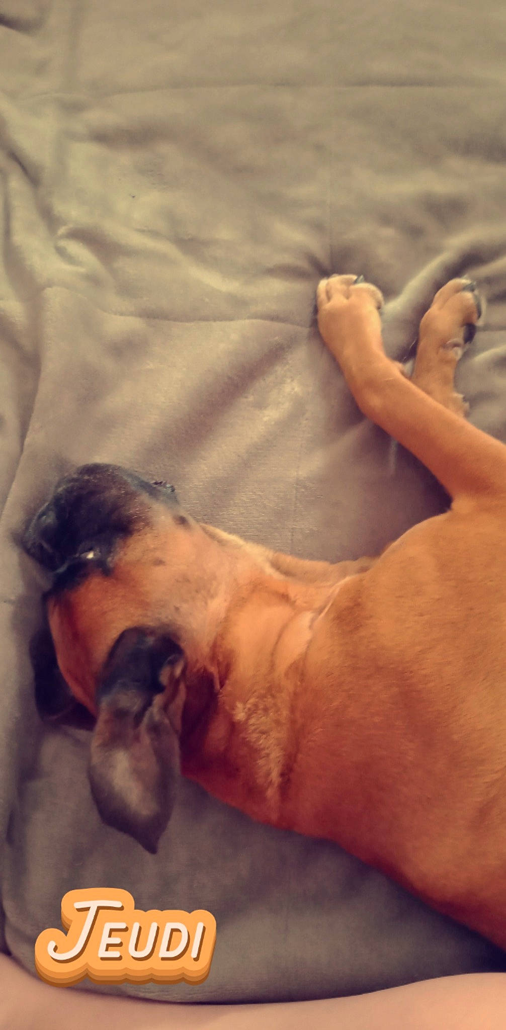 Helium a rejoint le concours — aidez-le/la à gagner de superbes lots ! abdomen, barechested, beard, carnivore, chest, cloud, comfort, dog, elbow, fawn, finger, head, human_body, human_leg, knee, sky, tattoo, thigh, trunk, wrist