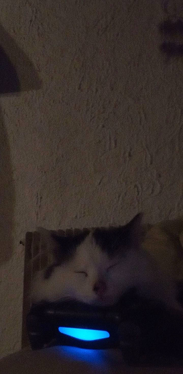 Saba participe au concours pour gagner de l'argent avec cette photo : carnivore, cat, darkness, domestic_short_haired_cat, felidae, fur, grey, monochrome, monochrome_photography, room, small_to_medium_sized_cats, snout, snow, tail, tints_and_shades, visual_arts, whiskers, window, winter, wood