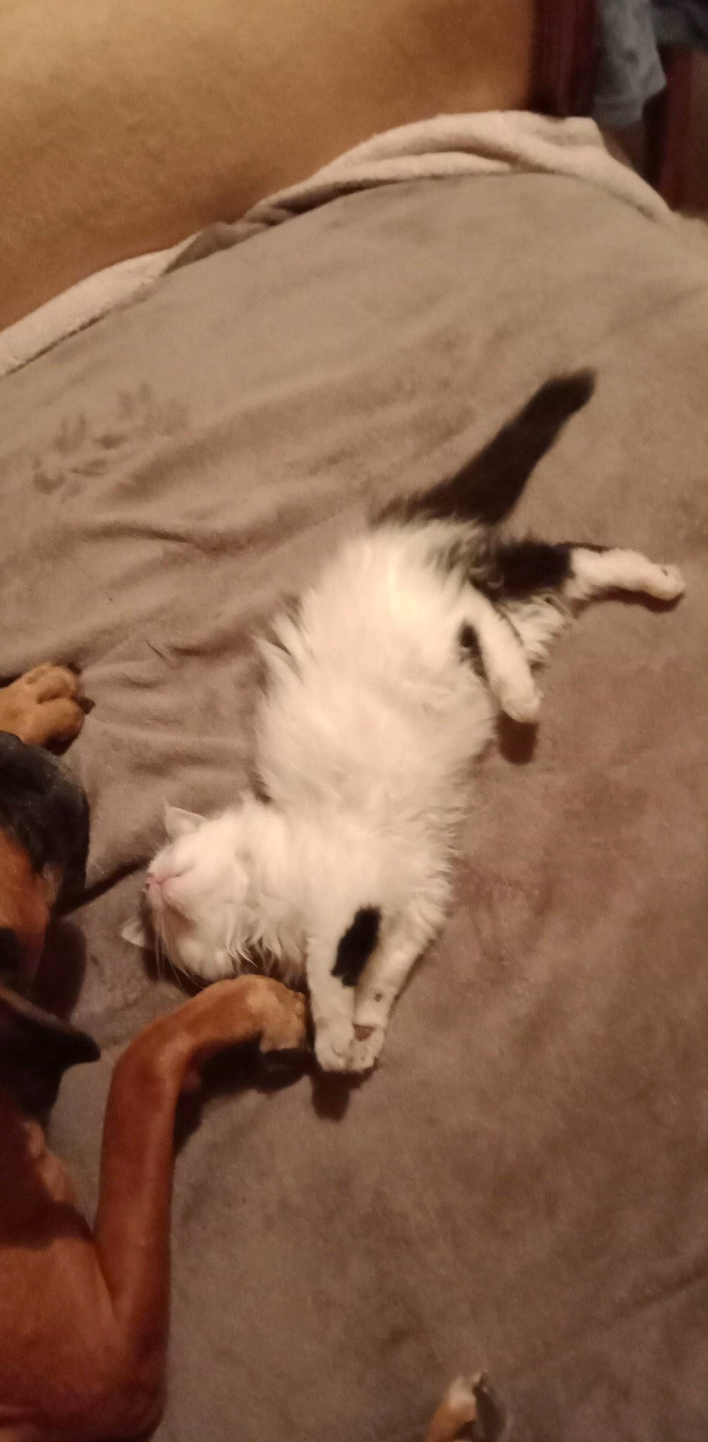 Saba participe au concours pour gagner de l'argent avec cette photo : canidae, carnivore, cat, claw, cloud, comfort, companion_dog, dog_breed, fawn, felidae, fur, gesture, nap, paw, sand, small_to_medium_sized_cats, snout, sporting_group, tail, whiskers