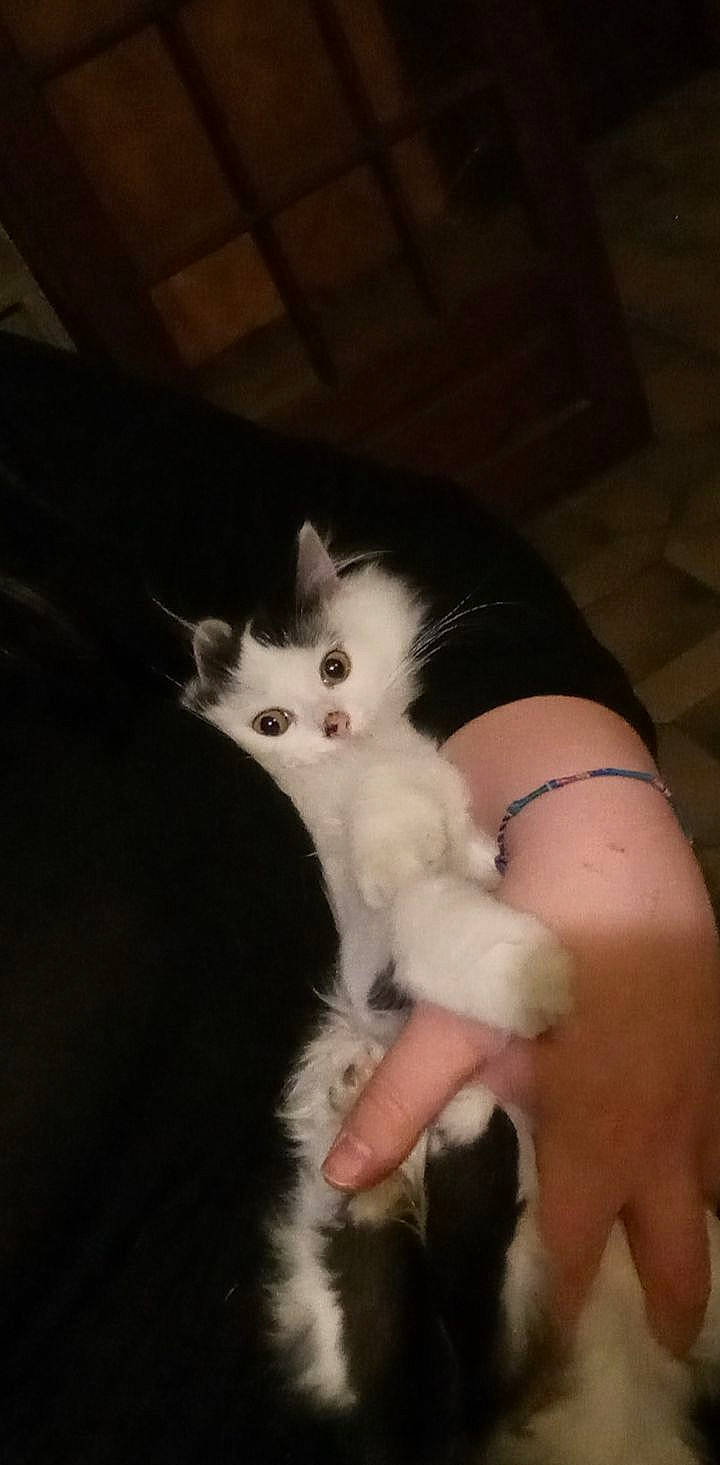 Saba a rejoint le concours — aidez-le/la à gagner de superbes lots ! arm, carnivore, cat, claw, comfort, domestic_short_haired_cat, fawn, felidae, formal_wear, fur, gesture, hand, iris, nail, paw, small_to_medium_sized_cats, snout, tail, whiskers