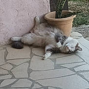 Pacha participe au concours pour gagner de l'argent avec cette photo : animal, cat, domestic, fluffy, fur, garden, greenery, home, lazy, nature, outdoor, peaceful, pet, potted_plant, relaxed, resting, sleeping, stone_patio, sunlight, whiskers