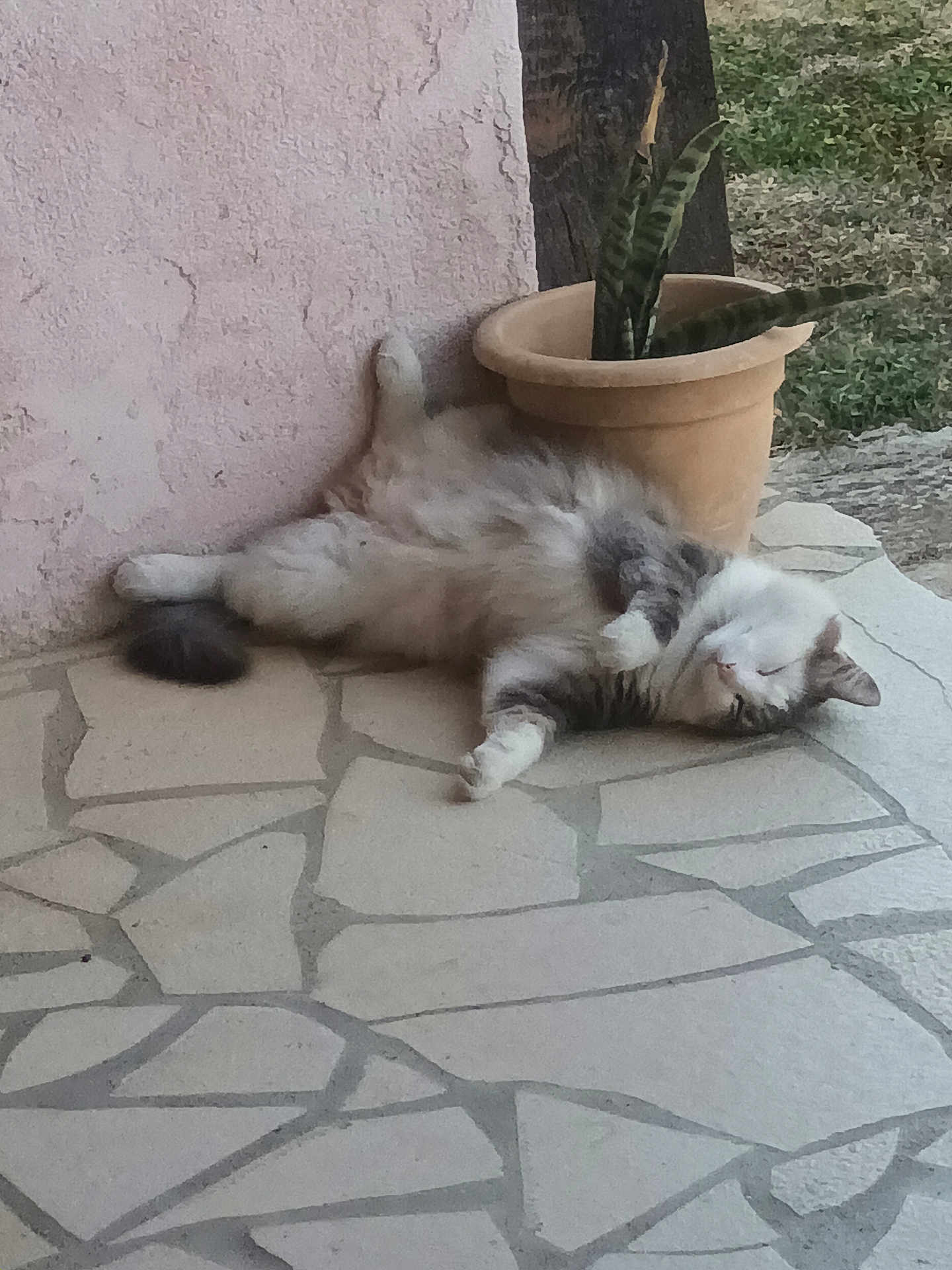 Pacha