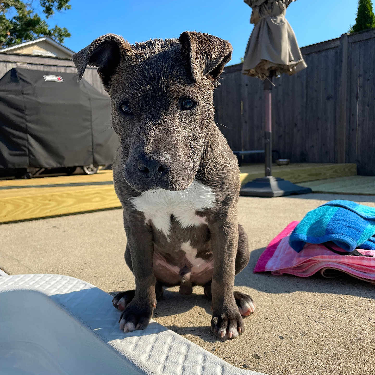 Theo is registered to the contest to win money with this photo: animal, architecture, backyard, ball, building, bulldog, canine, dog, indoors, interiordesign, nature, outdoors, pet, pitbull, puppy, shelter, sport, towel, wood, yard