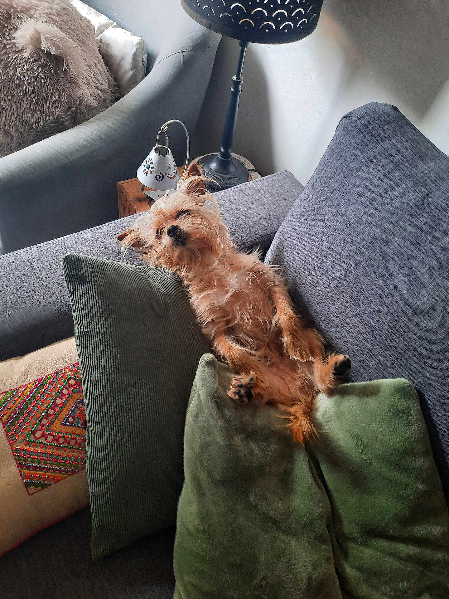 Raoul a rejoint le concours — aidez-le/la à gagner de superbes lots ! dog, small_dog, terrier, sofa, couch, cushion, pillow, green_pillow, living_room, lamp, side_table, relaxed, lying_on_back, sleeping, fur, pet, interior, cozy, home, cute