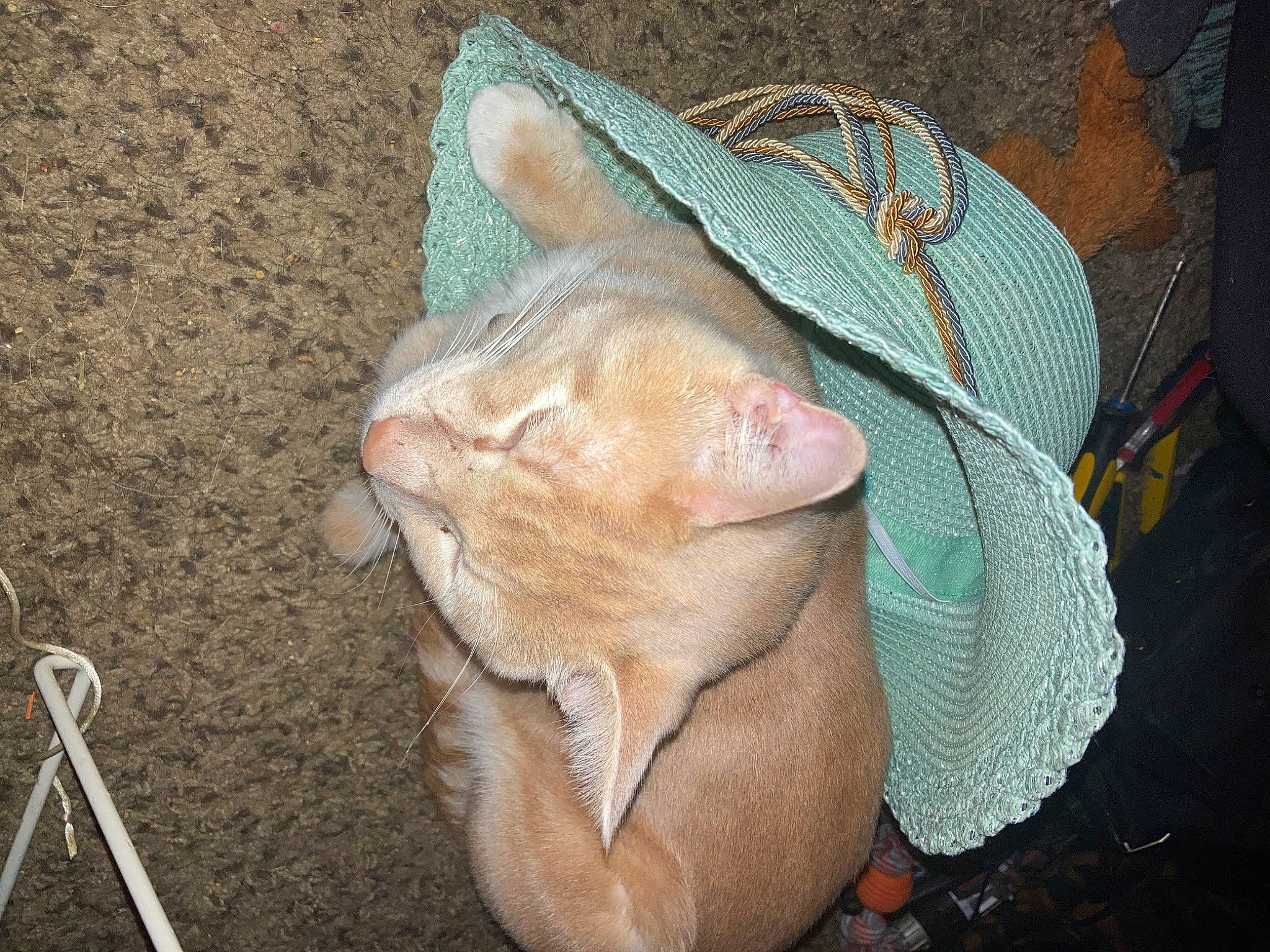 Peaches is registered to the contest to win money with this photo: carnivore, cat, claw, comfort, domestic_short_haired_cat, fashion_accessory, fawn, felidae, foot, fur, grass, human_leg, linens, pattern, small_to_medium_sized_cats, snout, tail, terrestrial_animal, whiskers, wrinkle