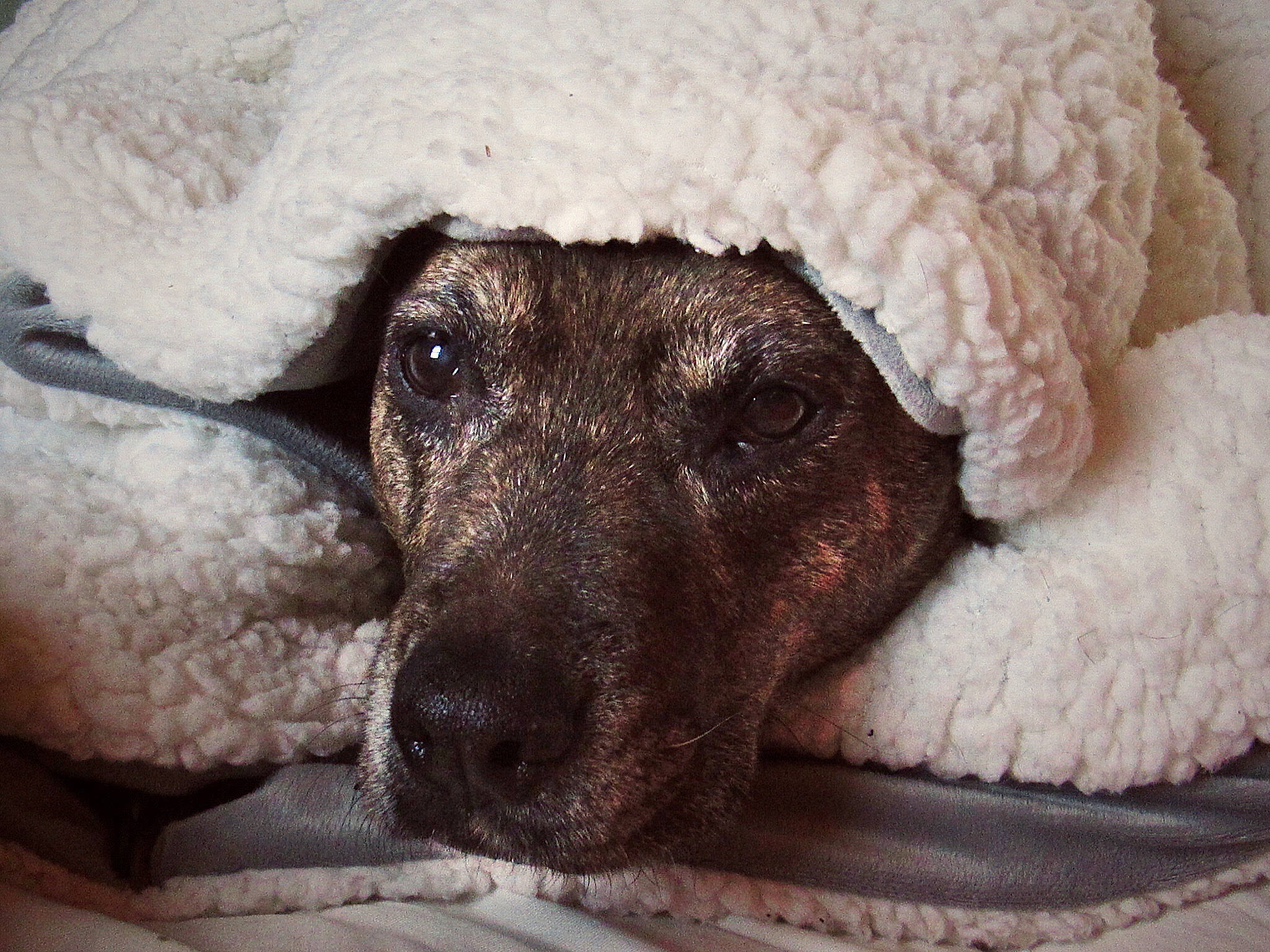 Tori joined the competition — help win amazing prizes! canidae, carnivore, dog, dog_breed, eye, non_sporting_group, nose, puppy, snout, spanish_water_dog, sporting_group, standard_poodle, toy_dog