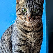 Kimono a rejoint le concours — aidez-le/la à gagner de superbes lots ! cat, tabby, portrait, sitting, green_eyes, whiskers, ears, fur, striped_fur, pet, animal, close_up, front_facing, indoors, blue_wall, shadow, black_and_gray, alert, cute, photography