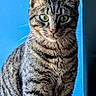 cat, tabby, portrait, sitting, green_eyes, whiskers, ears, fur, striped_fur, pet, animal, close_up, front_facing, indoors, blue_wall, shadow, black_and_gray, alert, cute, photography
