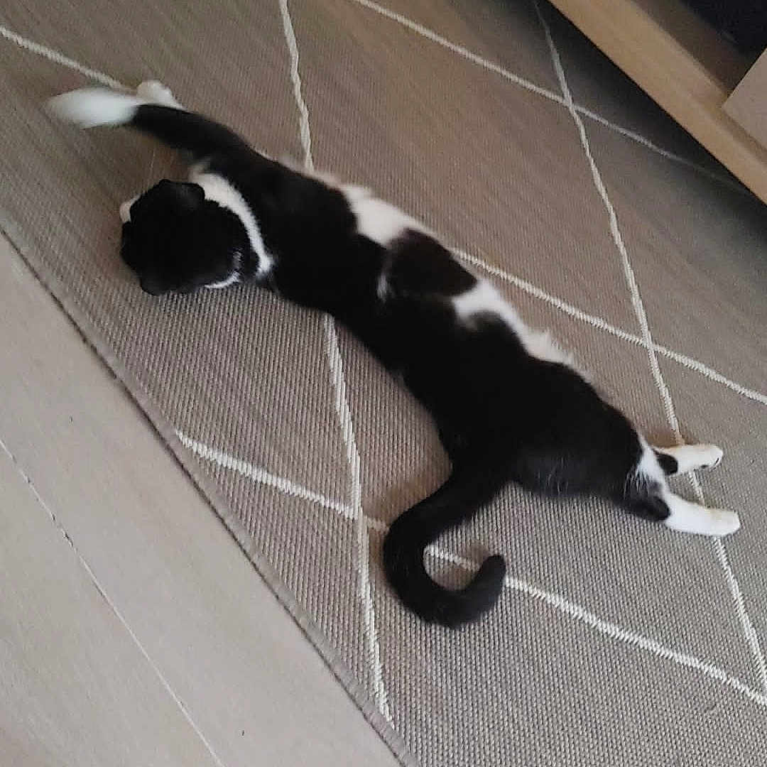 Yoda