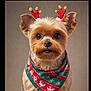 dog, small_dog, yorkshire_terrier, festive, holiday, scarf, reindeer_ears, cute, pet, portrait, studio, christmas, costume, animal, fur, ears, brown, adorable, looking_at_camera, neutral_background
