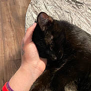 Slinger is registered to the contest to win money with this photo: black_cat, cat, hand, wristbands, table, wood_floor, fur, pet, indoor, resting, sleepy, closeup, comfort, animal, domestic_animal, feline, human_hand, relaxation, touch, tattoo