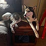 dog, husky, pet, animal, indoor, furniture, wooden_table, couch, tail, tongue, ears, floor, window, curtain, light, playful, relaxed, paw, living_room, home