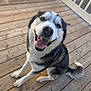 dog, husky, canine, pet, smiling, happy, tongue_out, sitting, wooden_deck, outdoor, fur, tail, animal, domestic_animal, friendly, portrait, daylight, brown_eyes, black_and_white_fur, paw