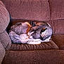 Dakota joined the competition — help win amazing prizes! dog, sleeping, couch, brown, fur, curled_up, pet, indoor, resting, cozy, animal, canine, comfort, home, relaxation, furniture, domestic, quiet, nap, soft_lighting