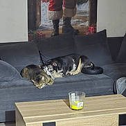 Asko a rejoint le concours — aidez-le/la à gagner de superbes lots ! cat, dog, sofa, couch, coffee_table, candle, poster, santa, gifts, living_room, sleeping, pet, domestic_animal, cozy, wood_floor, cushion, nap, resting, indoor, furniture