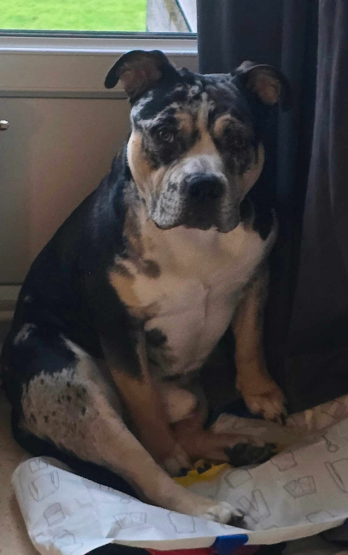 Asko a rejoint le concours — aidez-le/la à gagner de superbes lots ! dog, pet, sitting, indoor, window, curtain, bed, blanket, paws, face, eyes, nose, fur, brindle_pattern, black_and_white, attentive, portrait, domestic, floor, muzzle