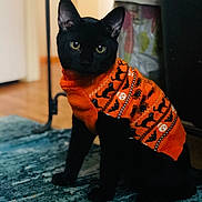 Prince is registered to the contest to win money with this photo: black_cat, cat, pet, indoor, orange_sweater, halloween_theme, sitting, curious, feline, animal, cozy, home, rug, knitwear, patterned_sweater, cute, portrait, domestic_cat, fur, ears