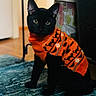 black_cat, cat, pet, indoor, orange_sweater, halloween_theme, sitting, curious, feline, animal, cozy, home, rug, knitwear, patterned_sweater, cute, portrait, domestic_cat, fur, ears