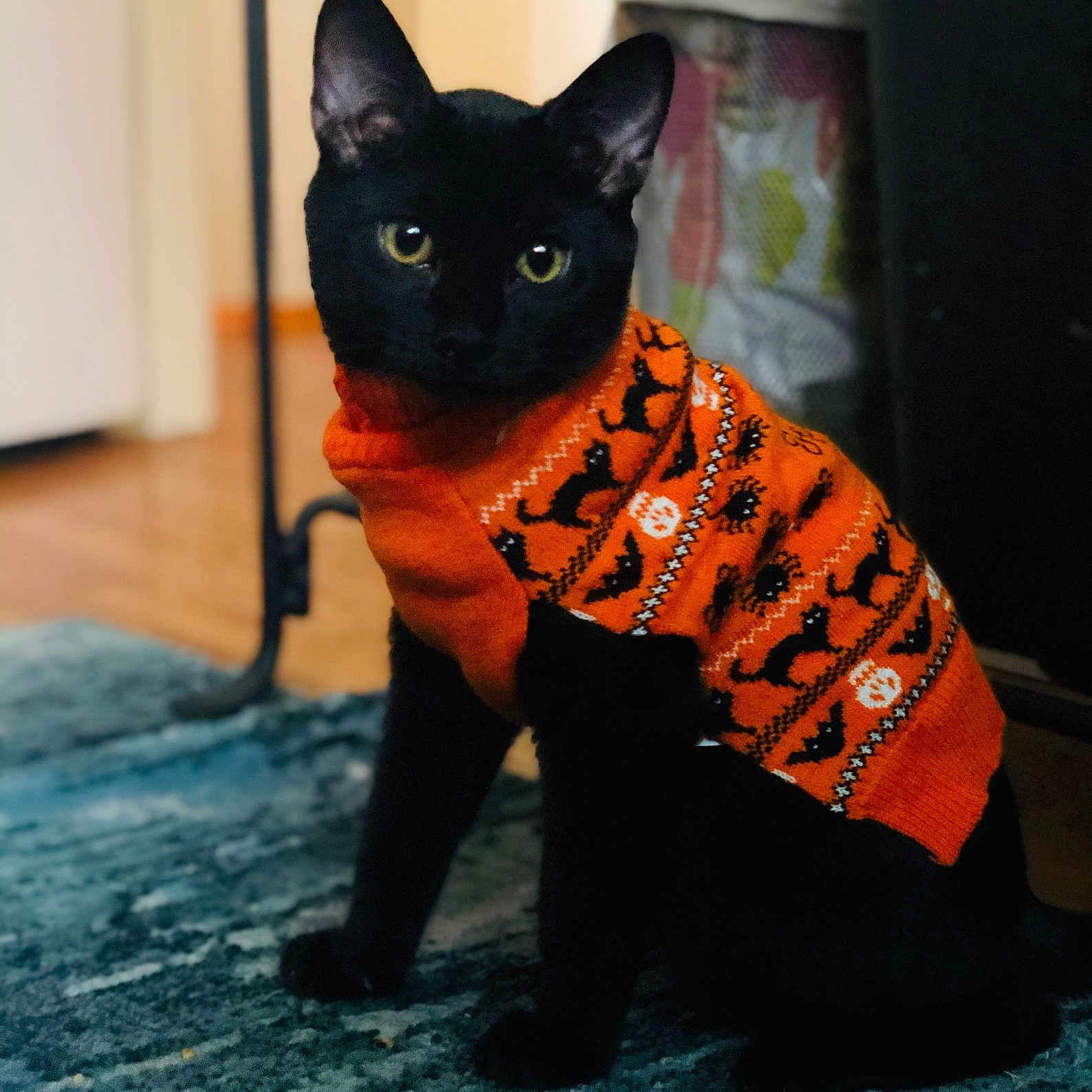 Prince is registered to the contest to win money with this photo: black_cat, cat, pet, indoor, orange_sweater, halloween_theme, sitting, curious, feline, animal, cozy, home, rug, knitwear, patterned_sweater, cute, portrait, domestic_cat, fur, ears