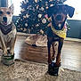 Eden is registered to the contest to win money with this photo: animal, bandana, canine, christmas_tree, curtains, decorations, dog, dogs, domestic, happy, holiday_decorations, indoor, living_room, paint_can, pet, posing, rug, stairs, window, wooden_floor