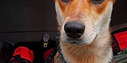 Eden joined the competition — help win amazing prizes! adventure, alert, animal, black_bag, brown_fur, canine, closeup, dog, ears, fur, harness, indoor, leash, nose, pet, red_bag, sitting, vehicle_interior, whiskers, white_fur