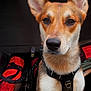 adventure, alert, animal, black_bag, brown_fur, canine, closeup, dog, ears, fur, harness, indoor, leash, nose, pet, red_bag, sitting, vehicle_interior, whiskers, white_fur