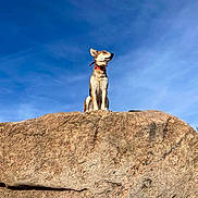 Eden joined the competition — help win amazing prizes! alert, alert_posture, animal, blue_sky, canine, clear_sky, collar, daytime, dog, fur, landscape, majestic, nature, outdoor, pet, rock, sitting, sky, sunlight, wildlife