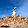 alert, alert_posture, animal, blue_sky, canine, clear_sky, collar, daytime, dog, fur, landscape, majestic, nature, outdoor, pet, rock, sitting, sky, sunlight, wildlife