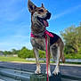 Eden is registered to the contest to win money with this photo: bandana, blue_sky, canine, daytime, dog, ears_up, grass, greenery, happy, leash, metal_guardrail, nature, outdoor, pet, roadside, standing, sunny, tongue_out, walking, wooden_post