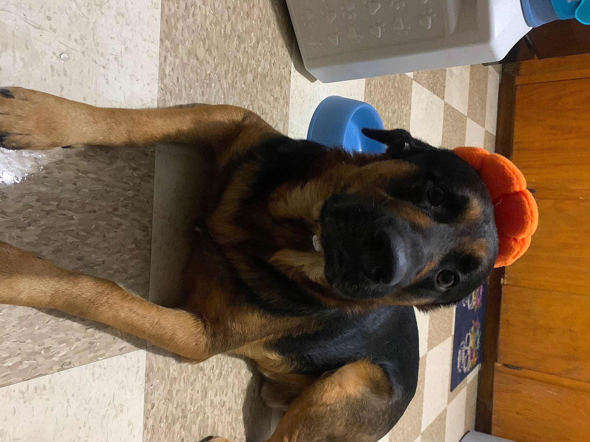 Fang joined the competition — help win amazing prizes! canidae, carnivore, comfort, companion_dog, dog, dog_breed, ear, fawn, foot, fur, guard_dog, human_leg, liver, paw, snout, sporting_group, tail, terrestrial_animal, working_animal, working_dog