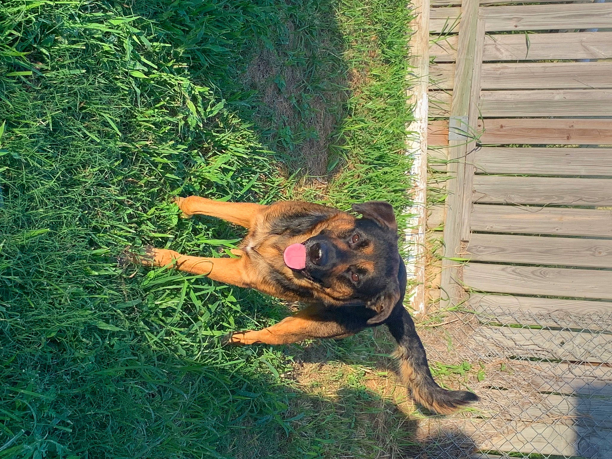 Fang is registered to the contest to win money with this photo: carnivore, dog, dog_breed, fawn, felidae, german_shepherd_dog, grass, guard_dog, herding_dog, landscape, old_german_shepherd_dog, plant, soil, sporting_group, tail, terrestrial_animal, tints_and_shades, wood, working_animal, working_dog