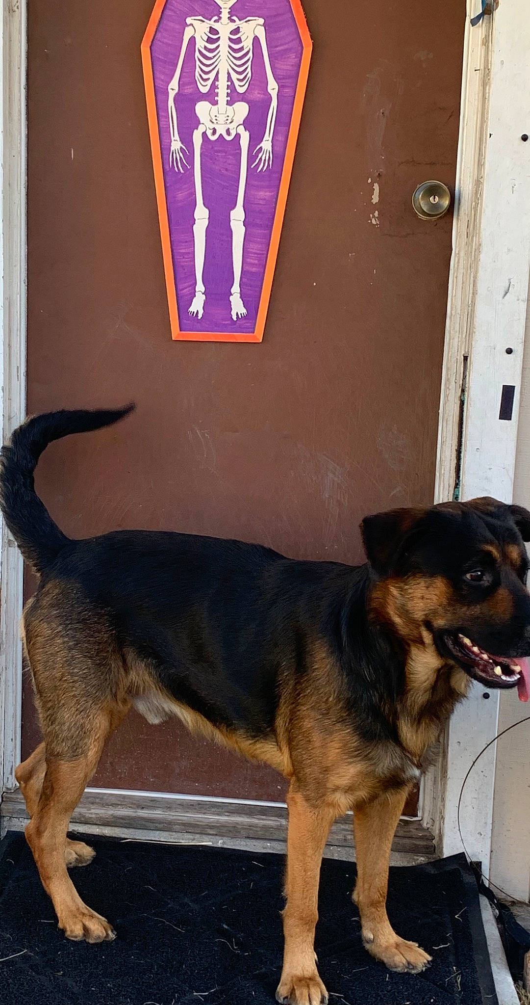 Fang is registered to the contest to win money with this photo: canidae, carnivore, collar, companion_dog, dog, dog_breed, dog_collar, door, fawn, flooring, fur, leash, paw, pet_supply, snout, sporting_group, tail, visual_arts, working_animal, working_dog