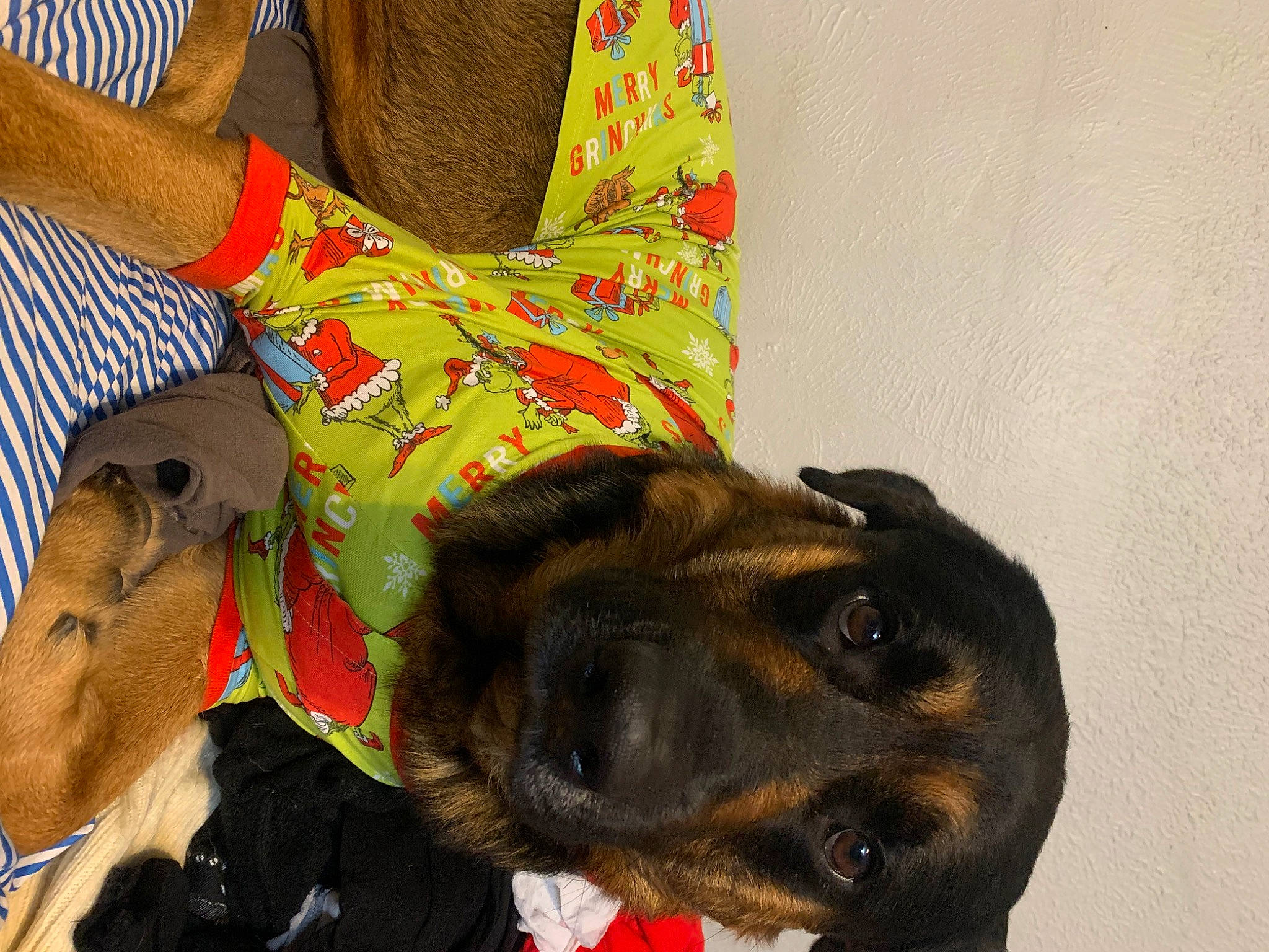 Fang is registered to the contest to win money with this photo: bag, canidae, carnivore, collar, companion_dog, dog, dog_breed, dog_clothes, dog_collar, dog_supply, fashion_accessory, fawn, fur, leash, pattern, pet_supply, sleeve, snout, sporting_group, working_animal