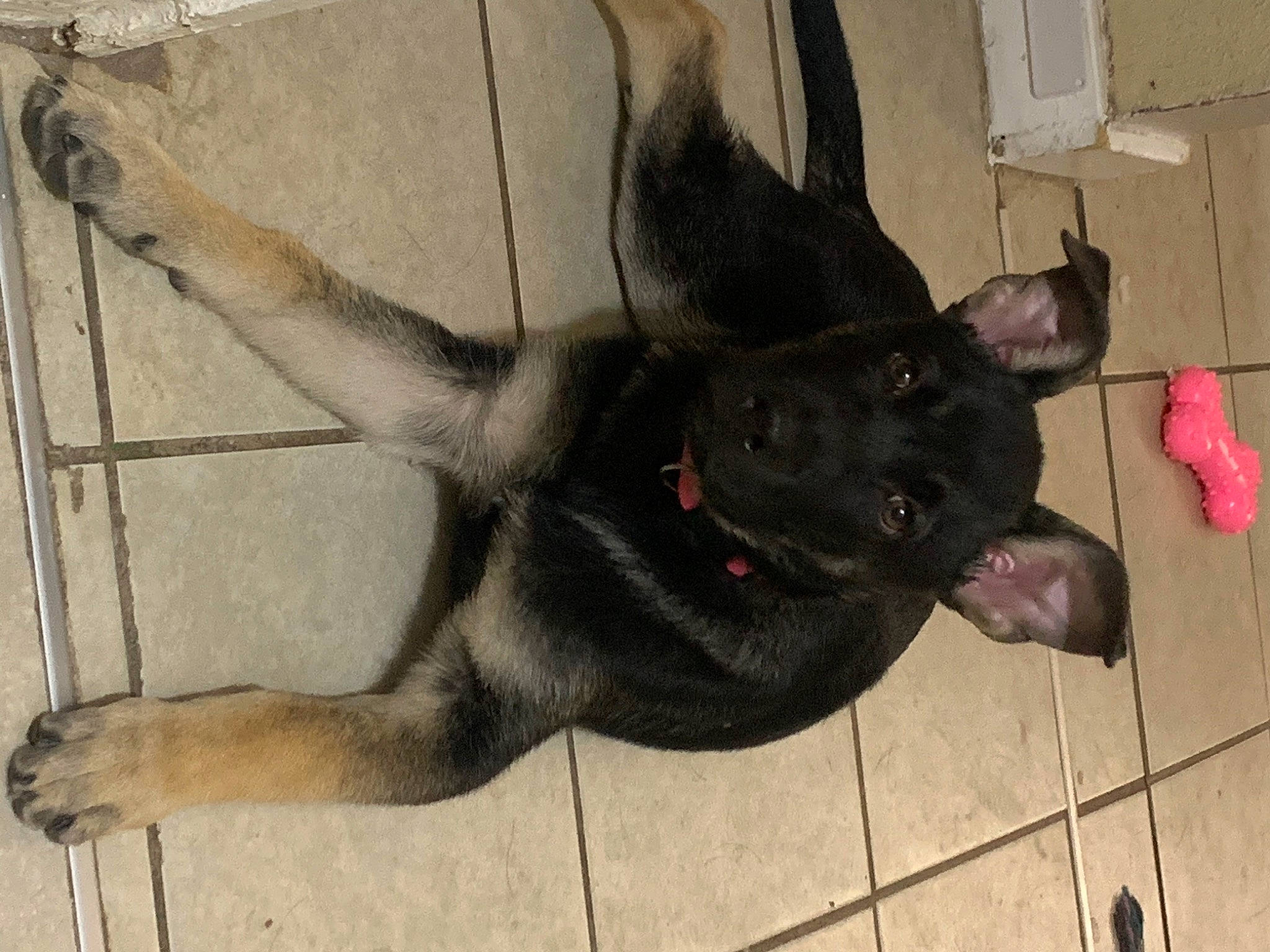 Wednesday is registered to the contest to win money with this photo: art, borador, canidae, carnivore, companion_dog, dog, dog_breed, fawn, fur, guard_dog, non_sporting_group, paw, snout, sporting_group, tail, terrestrial_animal, visual_arts, whiskers, working_animal