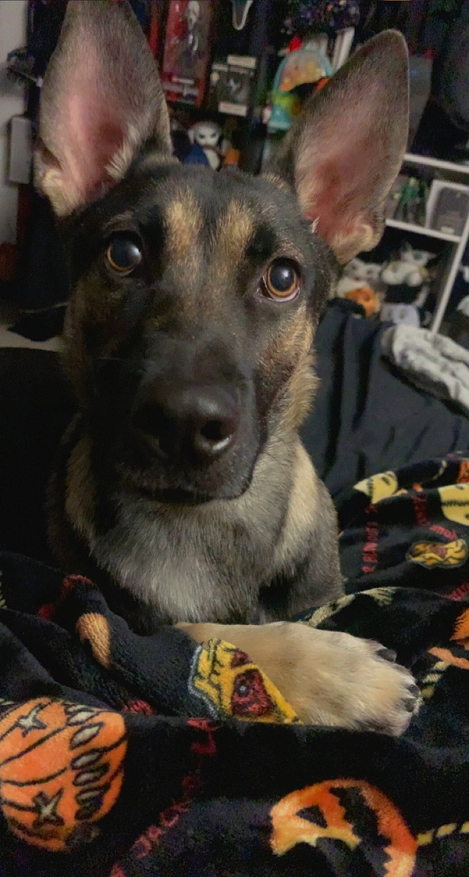 Wednesday is registered to the contest to win money with this photo: canidae, carnivore, companion_dog, computer_keyboard, dog, dog_breed, ear, fawn, fur, non_sporting_group, sporting_group, toy_dog, whiskers, working_animal