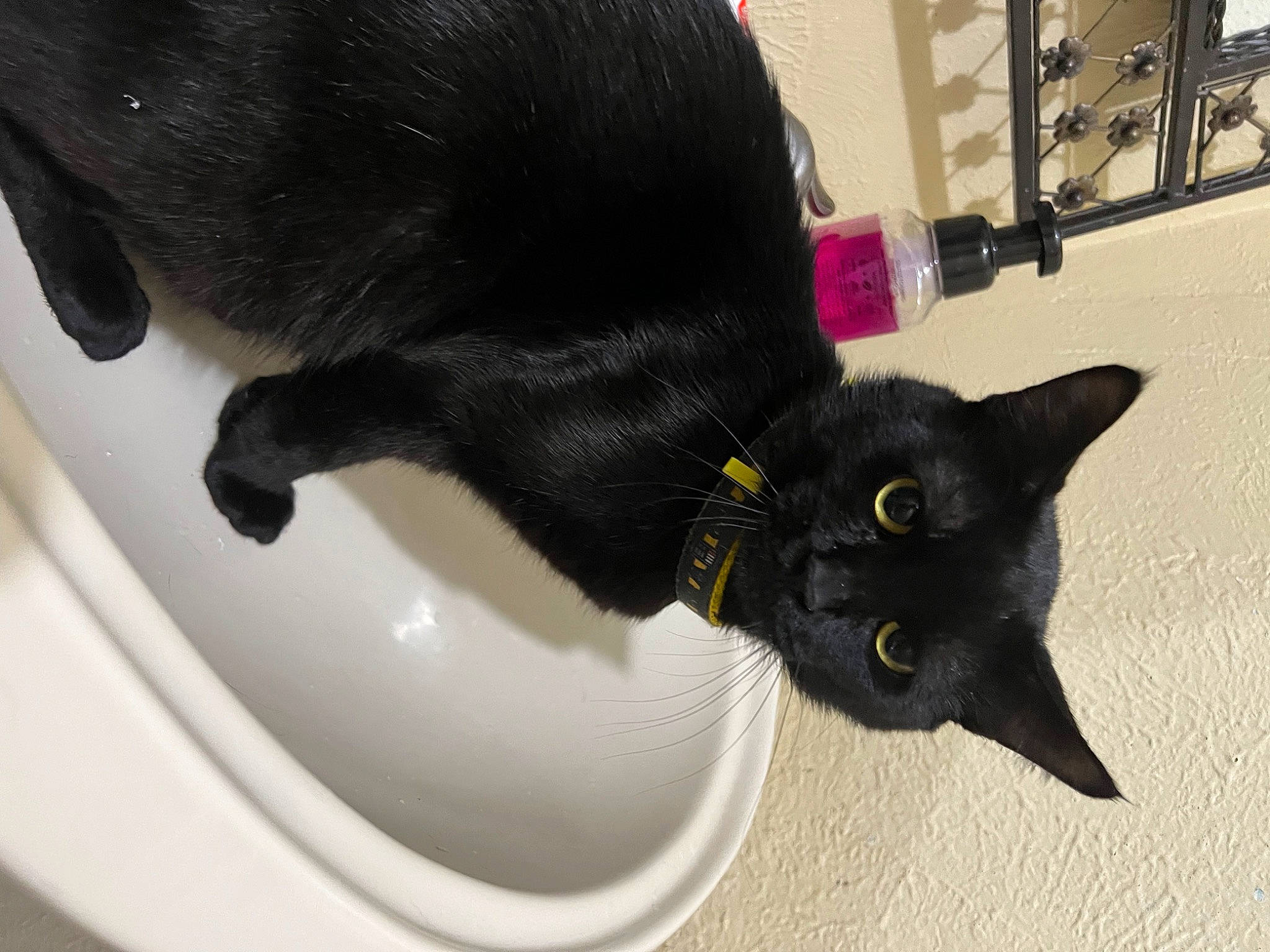 Vader is registered to the contest to win money with this photo: bathroom, black_cat, bombay, carnivore, cat, ceramic, claw, domestic_short_haired_cat, felidae, flooring, fur, plant, plumbing, plumbing_fixture, sink, small_to_medium_sized_cats, snout, tail, whiskers