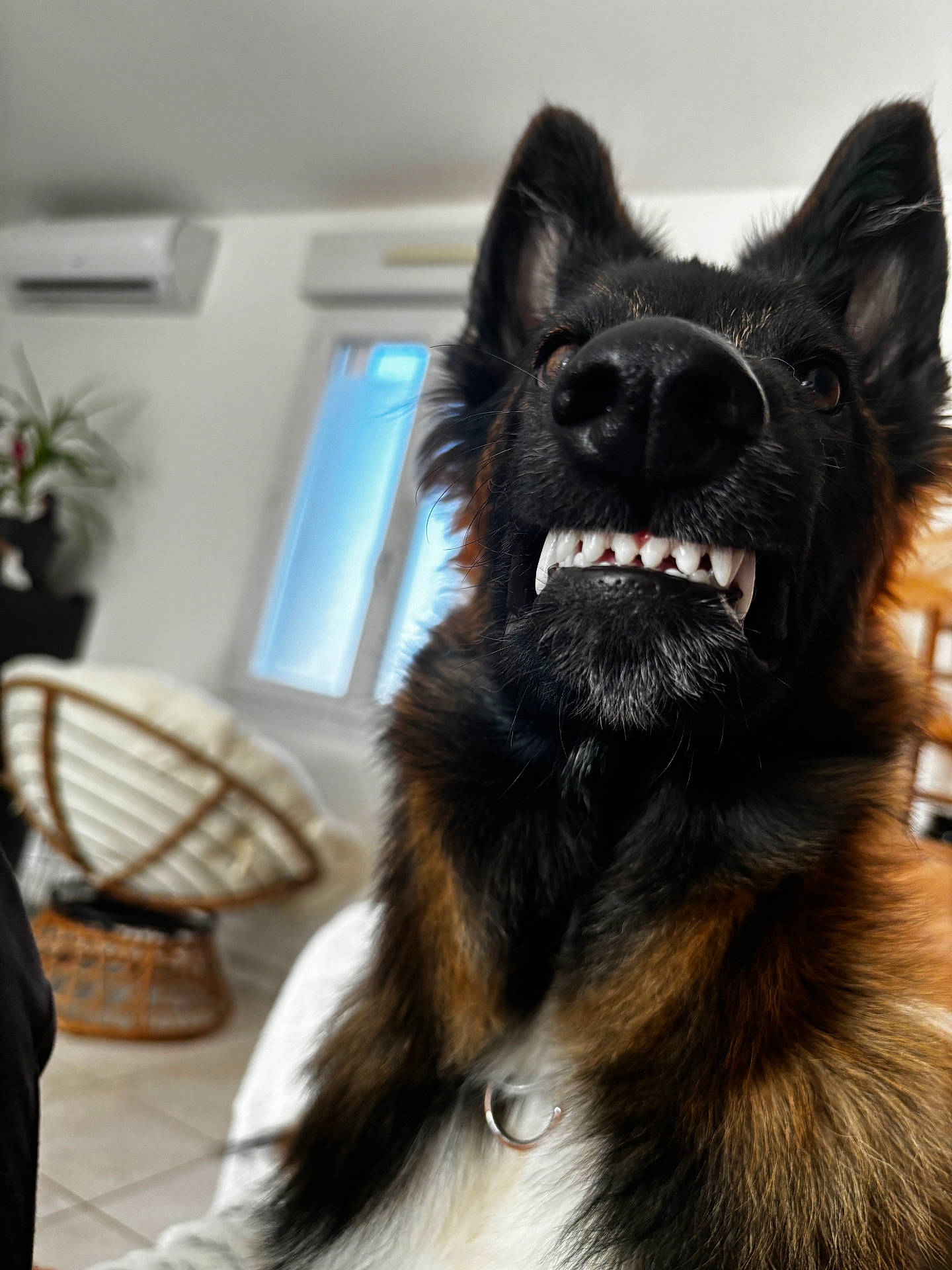 Ulki a rejoint le concours — aidez-le/la à gagner de superbes lots ! animal, bodypart, canine, cockerspaniel, collie, couch, dog, flower, flowerarrangement, furniture, germanshepherd, mouth, papillon, person, pet, plant, puppy, snout, teeth, terrier