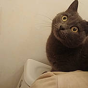 Stella a rejoint le concours — aidez-le/la à gagner de superbes lots ! cat, gray_cat, pet, animal, curious, wide_eyes, head_tilt, indoors, feline, whiskers, fur, yellow_eyes, mammal, cute, looking_up, domestic_cat, face, closeup, wall, beige