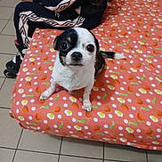 Elsa a rejoint le concours — aidez-le/la à gagner de superbes lots ! dog, small_dog, black_and_white, pet, carrot_pattern, blanket, person, remote_control, tiled_floor, indoor, curious_expression, sitting, fur, cute, animal, companion, home, casual_clothing, long_hair, leisure